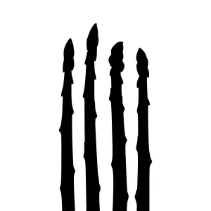 Asparagus Silhouettes - Minimalist Food Design