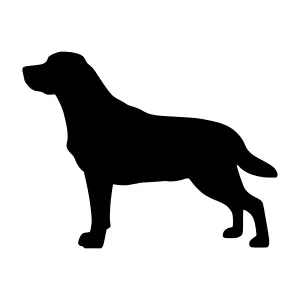 Black Labrador Silhouette - Dog Outline Vector