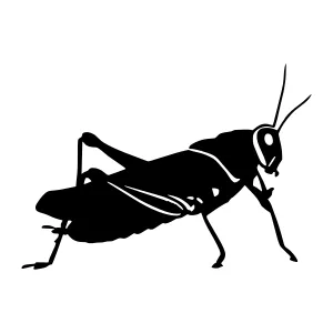 Black Silhouette Grasshopper - Minimalist Vector
