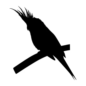 Silhouette Parrot Bird Vector Graphic