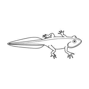 Line Art Gecko Illustration