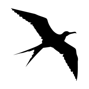 Black Bird Silhouette Flying