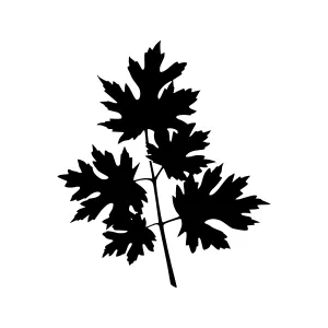 Black Leaf Silhouette on White Background