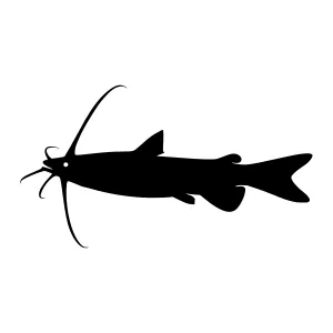 Black Catfish Silhouette Vector Graphic