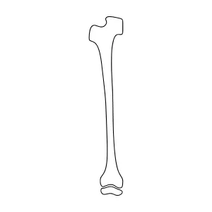 Line Art Bone Illustration - Medical Design