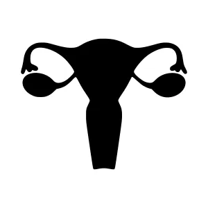 Female Reproductive System Silhouette Icon