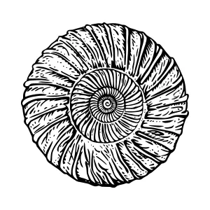Vintage Nautilus Shell Illustration - Black & White