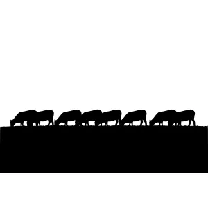 Silhouette Cows Grazing - Minimalist Landscape