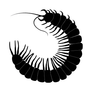 Black Centipede Silhouette Vector Illustration