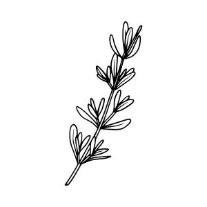 Hand Drawn Lavender Sprig Illustration