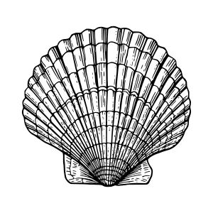 Vintage Seashell Illustration - Black & White Outline