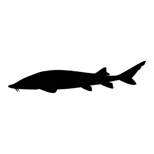 Shark Silhouette Vector Graphic