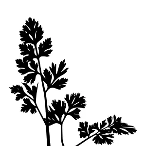 Black Parsley Silhouette Vector Illustration