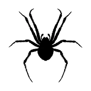 Black Spider Silhouette Vector Graphic