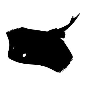 Black Ray Silhouette - Ocean Animal Vector