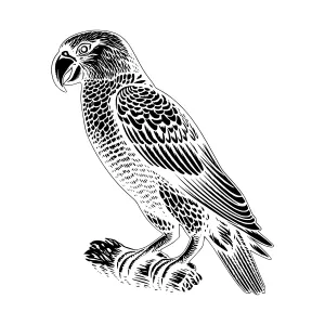 Black & White Parrot Illustration - Vintage Style