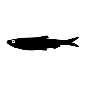 Black Fish Silhouette Vector Icon