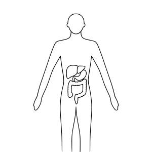 Human Anatomy Outline - Medical Illustration