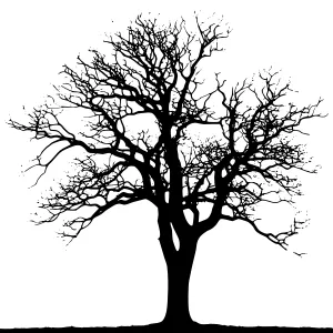 Black Tree Silhouette on White Background