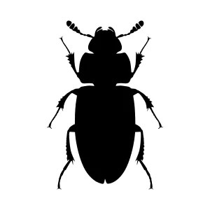Black Beetle Silhouette Vector Illustration