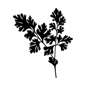 Black Silhouette Parsley Leaf