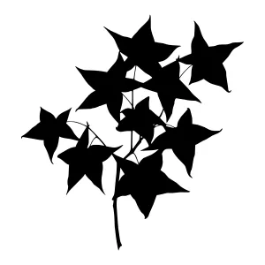 Black Ivy Leaves Silhouette Vector