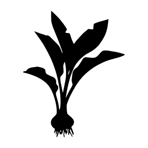 Black Silhouette Plant Vector Illustration
