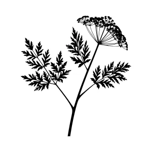 Black & White Wild Carrot Silhouette