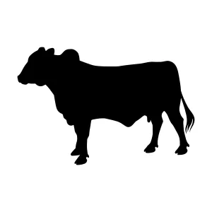 Black Bull Silhouette Vector Illustration