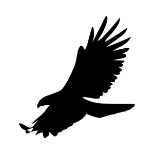 Black Eagle Silhouette Flying