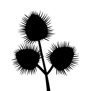 Black Thistle Silhouette Vector Illustration