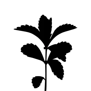 Black Leaf Silhouette on White Background