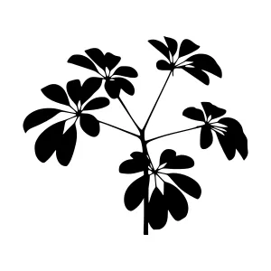Black Silhouette Leaf Branch Minimalist Design