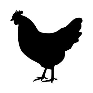 Black Chicken Silhouette Vector Illustration