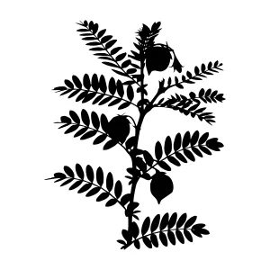 Black Silhouette Tree Branch with Berries