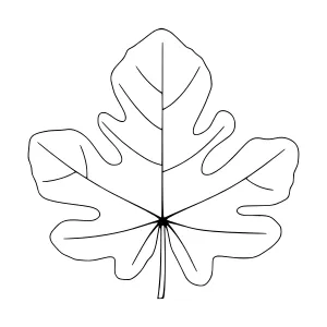 Line Art Maple Leaf - Minimalist Design