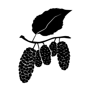 Black Mulberry Branch Silhouette