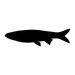 Black Fish Silhouette Vector Icon