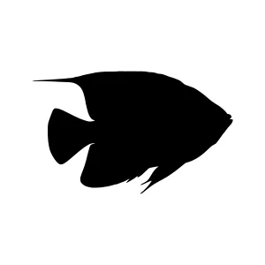 Silhouette Fish Graphic - Tropical Marine Life