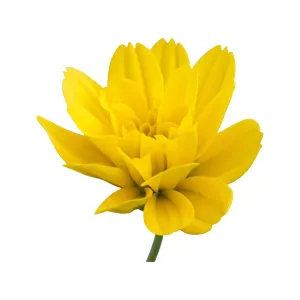 Close-Up Yellow Dahlia Flower - Isolated