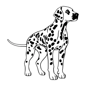 Dalmatian Dog Silhouette Black & White
