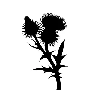 Black Thistle Silhouette on White Background