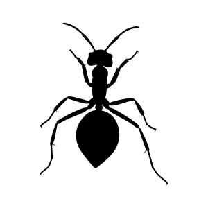 Black Ant Silhouette Vector Illustration
