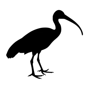 Silhouette of an Ibis Bird - Black on White