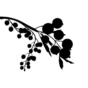 Black Berry Branch Silhouette