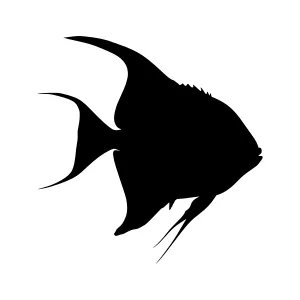 Black Angel Fish Silhouette Vector