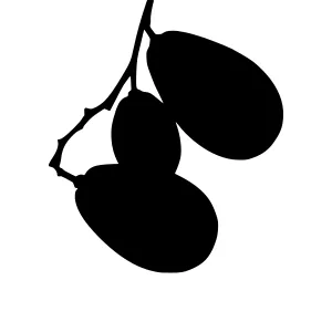 Black Olive Branch Silhouette