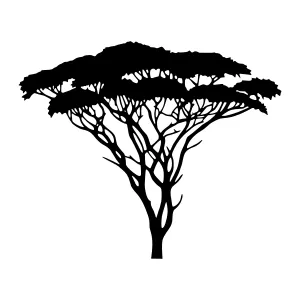 Silhouette Tree Canopy - African Acacia