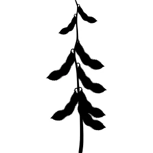 Soybeans Silhouette - Minimalist Plant Vector
