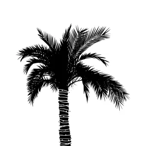 Palm Tree Silhouette Black and White